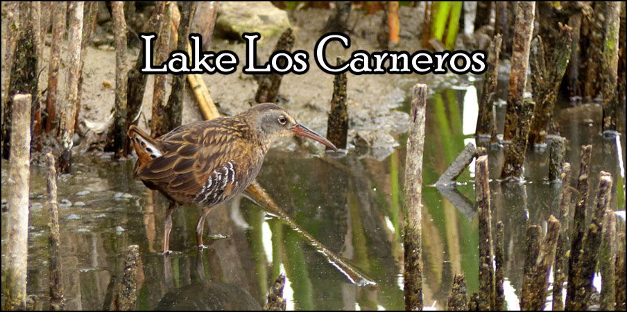 Lake Los Carneros