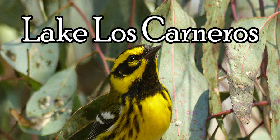 The Birds of Lake Los Carneros