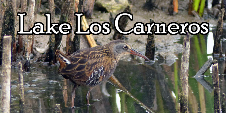 The Wildlife of Lake Los Carneros