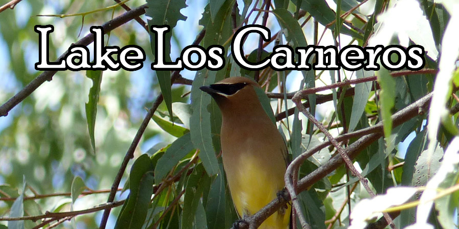 Lake Los Carneros