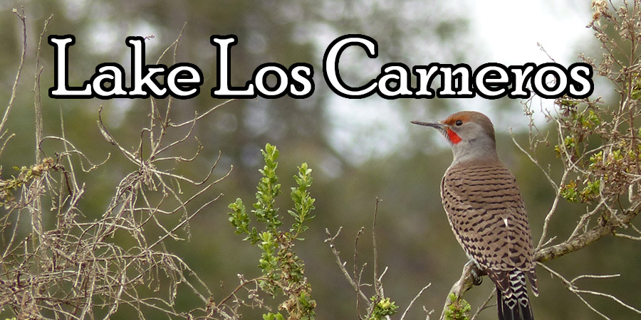 Lake Los Carneros